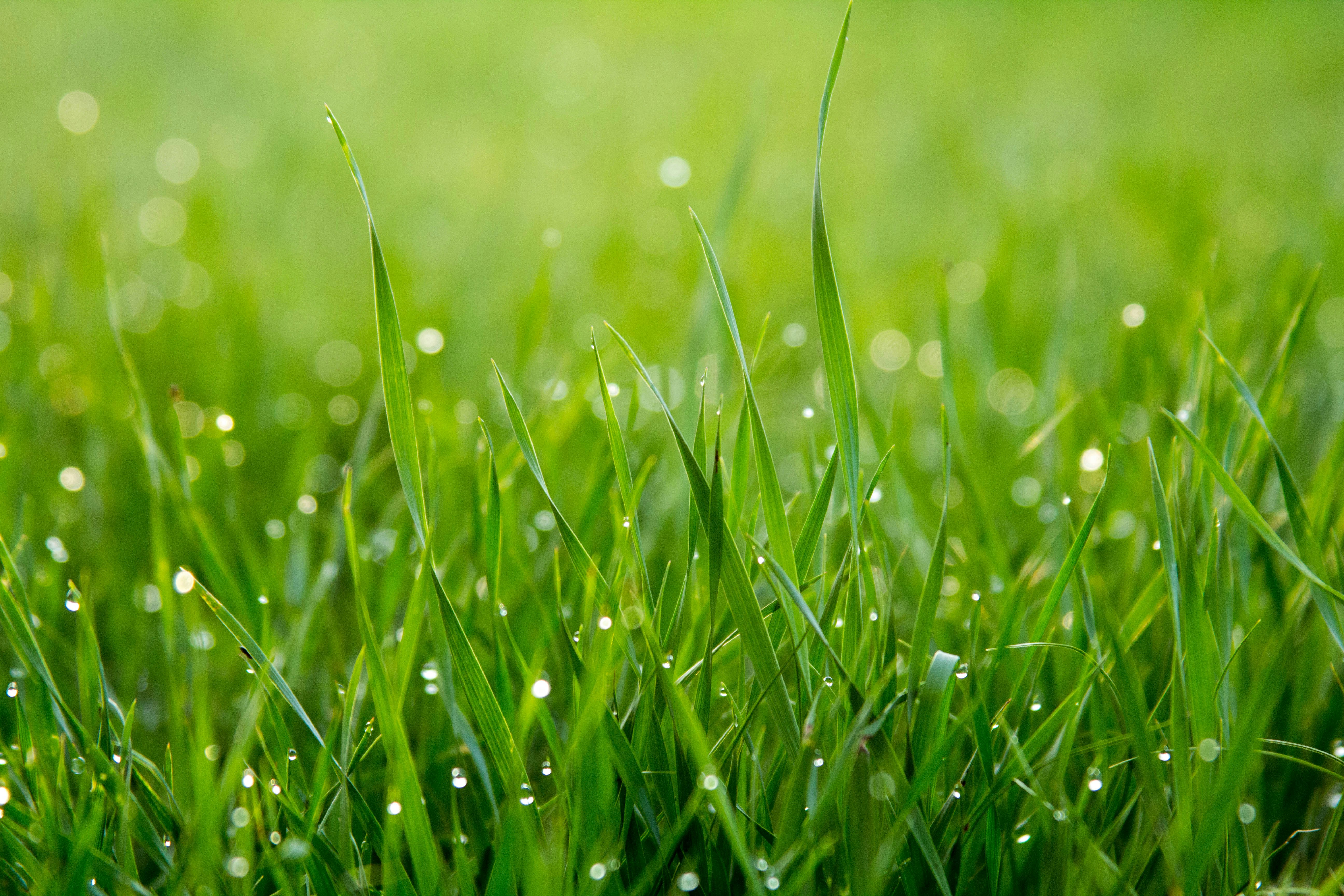 Lawn care header
