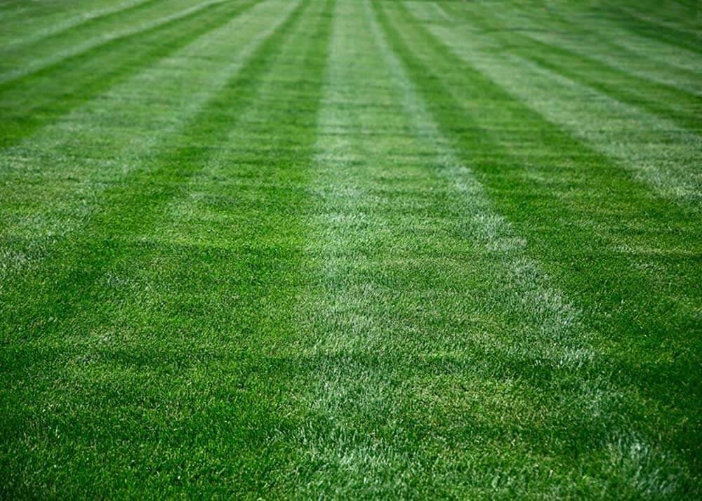 Healthy green lawn after fertilization treatment