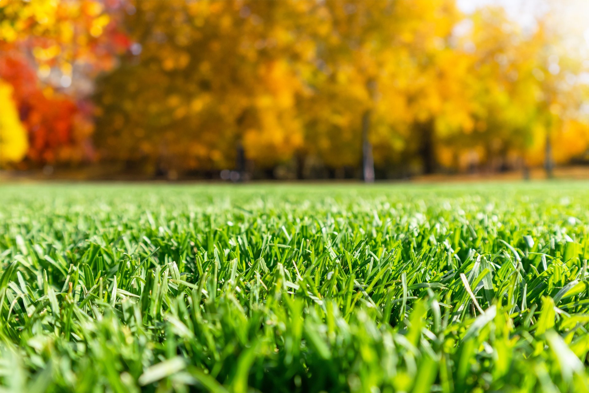 Beautiful Kearney neighborhood lawn